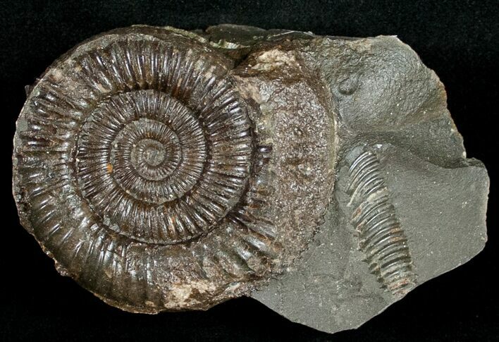 Pyritized Dactylioceras Ammonite - UK #10551